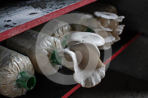 Oyster mushroom in mushroom cultivation farm