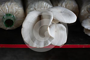 Oyster mushroom in mushroom cultivation farm