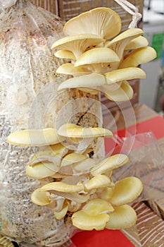 Oyster mushroom. Mushrooms, Pleurotus ostreatus, mushroomgroup. Champignion background texture. House for mushrooms