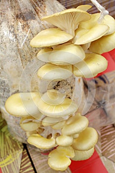 Oyster mushroom. Mushrooms, Pleurotus ostreatus, mushroomgroup. Champignion background texture. House for mushrooms