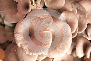 Oyster mushroom in nursery bag