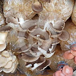 Oyster mushroom in nursery bag