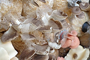 Oyster mushroom in nursery bag