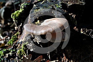 Oyster mushroom, pearl oyster mushroom or hiratake (lat. Pleurotus ostreatus), edible wild mushrooms in a forest, fungus