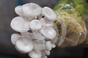 Oyster Mushroom Phoenix Mushroom, Lung Oyster Mushroom