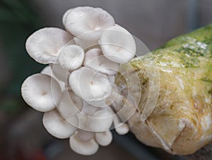 Oyster Mushroom Phoenix Mushroom  Lung Oyster Mushroom