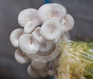 Oyster Mushroom Phoenix Mushroom  Lung Oyster Mushroom