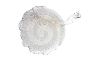 Oyster Mushroom (Phoenix Mushroom  Lung Oyster Mushroom) is a good choice.