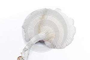 Oyster Mushroom (Phoenix Mushroom  Lung Oyster Mushroom) is a good choice.