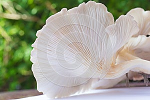 Oyster Mushroom Phoenix Mushroom, Lung Oyster Mushroom is a good choice of food