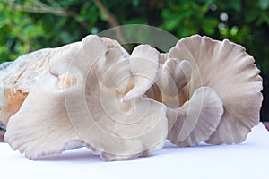 Oyster Mushroom Phoenix Mushroom, Lung Oyster Mushroom is a good choice of food for vegetarian