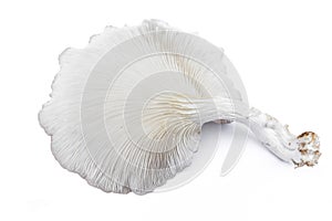 Oyster Mushroom (Phoenix Mushroom  Lung Oyster Mushroom) is a good choice of food for vegetarian.