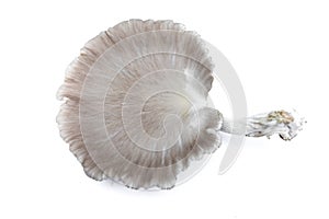 Oyster Mushroom Phoenix Mushroom, Lung Oyster Mushroom is a good choice of food for vegetarian.