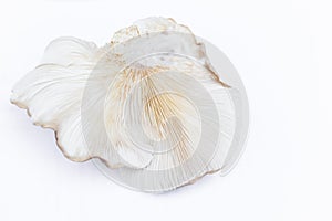 Oyster Mushroom Phoenix Mushroom, Lung Oyster Mushroom is a good choice of food for vegetarian. Close up of behind of oyster