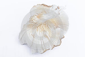 Oyster Mushroom Phoenix Mushroom, Lung Oyster Mushroom is a good choice of food for vegetarian. Close up of behind of oyster