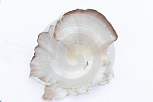 Oyster Mushroom Phoenix Mushroom, Lung Oyster Mushroom is a good choice of food for vegetarian. Close up of behind of oyster