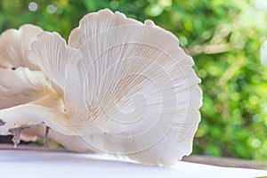 Oyster Mushroom Phoenix Mushroom, Lung Oyster Mushroom is a good choice of food for vegetarian. Close up of behind of oyster