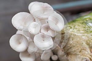 Oyster Mushroom Phoenix Mushroom, Lung Oyster Mushroom prefers in warm and moist weather while it can grow on cottonwood. Itâ€™s