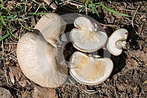 Oyster mushroom Pleurotus calyptratus in forest