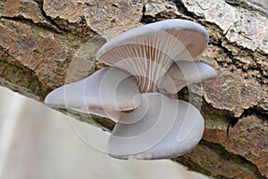 Oyster mushroom (Pleurotus ostreatus)