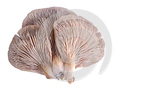 Oyster mushroom Pleurotus ostreatus