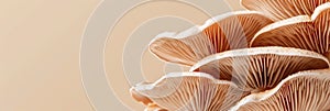 Oyster mushroom pleurotus ostreatus on gentle pastel colored background for a serene visual