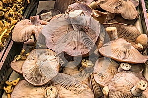 Oyster mushroom or Pleurotus ostreatus in the market