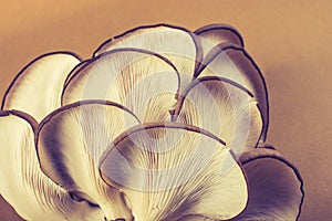 Oyster mushroom or Pleurotus ostreatus mushroom