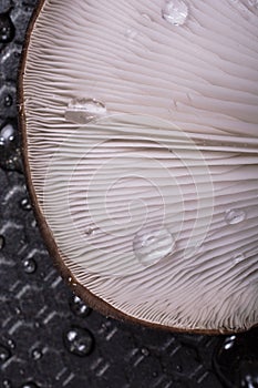 Oyster mushroom or Pleurotus ostreatus mushroom