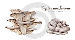 Oyster mushroom set. Watercolor illustration. Hand painted Pleurotus ostreatus fungi element collection. Oyster fresh