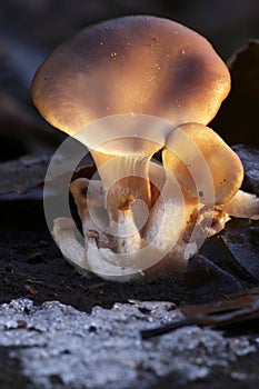 Oyster mushroom at sunset