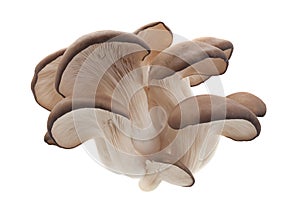 Oyster mushroom on white photo