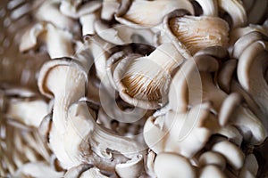 Oyster mushrooms