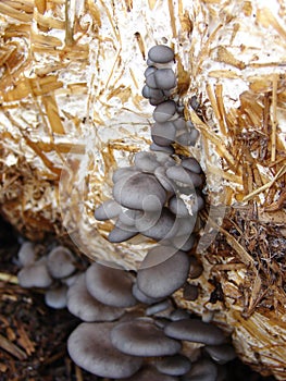 Austern pilze 
