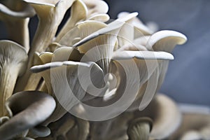 Oyster mushrooms being grown for food