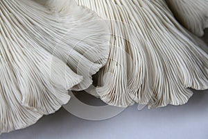 Oyster Mushrooms 2