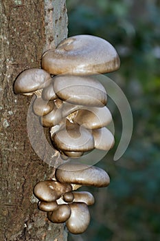 Oyster mushrooms on dying tree