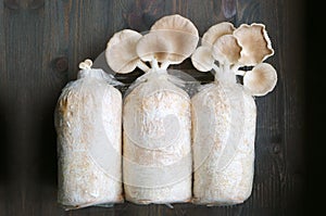 The Oyster Mushrooms Growing in Different Stages