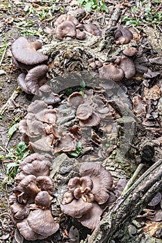 Oyster mushrooms are grown on tree stumps