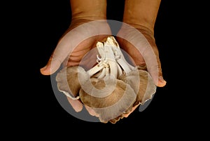 Oyster mushrooms on the hand