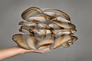 Oyster mushrooms has been hold by hand on a gray background. Perfect bunch of oyster mushroom. Source of beta glucan