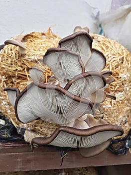 Oyster mushrooms home
