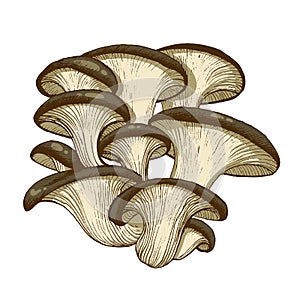 Oyster mushrooms illustration