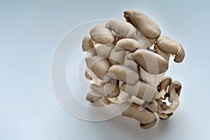 Oyster mushrooms on a light background. photo