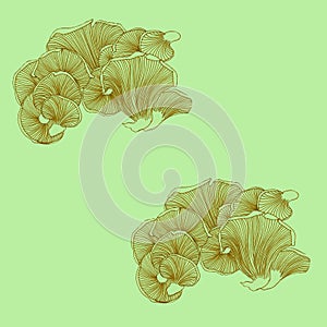 Oyster mushrooms pattern with green background. photo