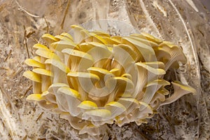 Oyster mushrooms - Pleurotus cornucopiae