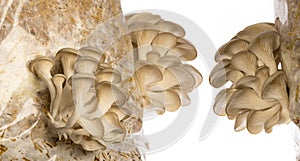 Oyster mushrooms - Pleurotus ostreatus