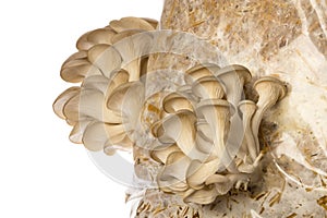 Oyster mushrooms - Pleurotus ostreatus