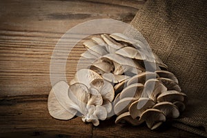 Oyster mushrooms - Pleurotus ostreatus