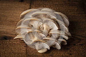 Oyster mushrooms - Pleurotus ostreatus